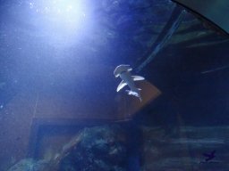 Haus des Meeres 4.02.2026